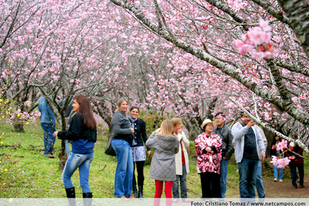 Festa da Cerejeira em Flor - Campos do Jordão