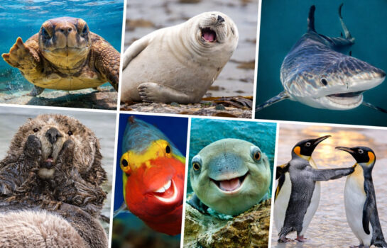 Fotos mais engraçadas da natureza viralizam em 2026; veja vencedoras do concurso desde 2015