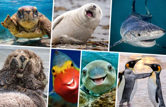 Fotos mais engraçadas da natureza viralizam em 2026; veja vencedoras do concurso desde 2015