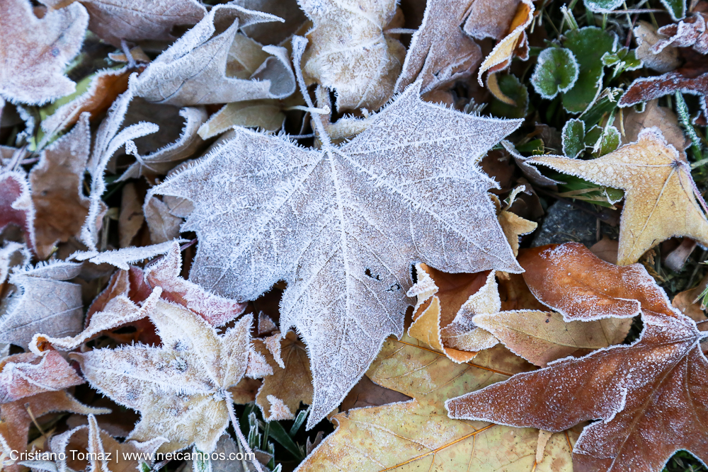 Geada-em-Campos-por-Cristiano-Tomaz-7540