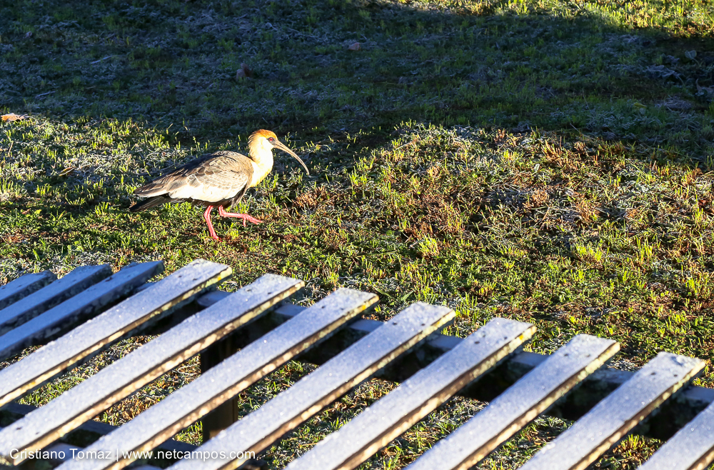 Geada-em-Campos-por-Cristiano-Tomaz-7640