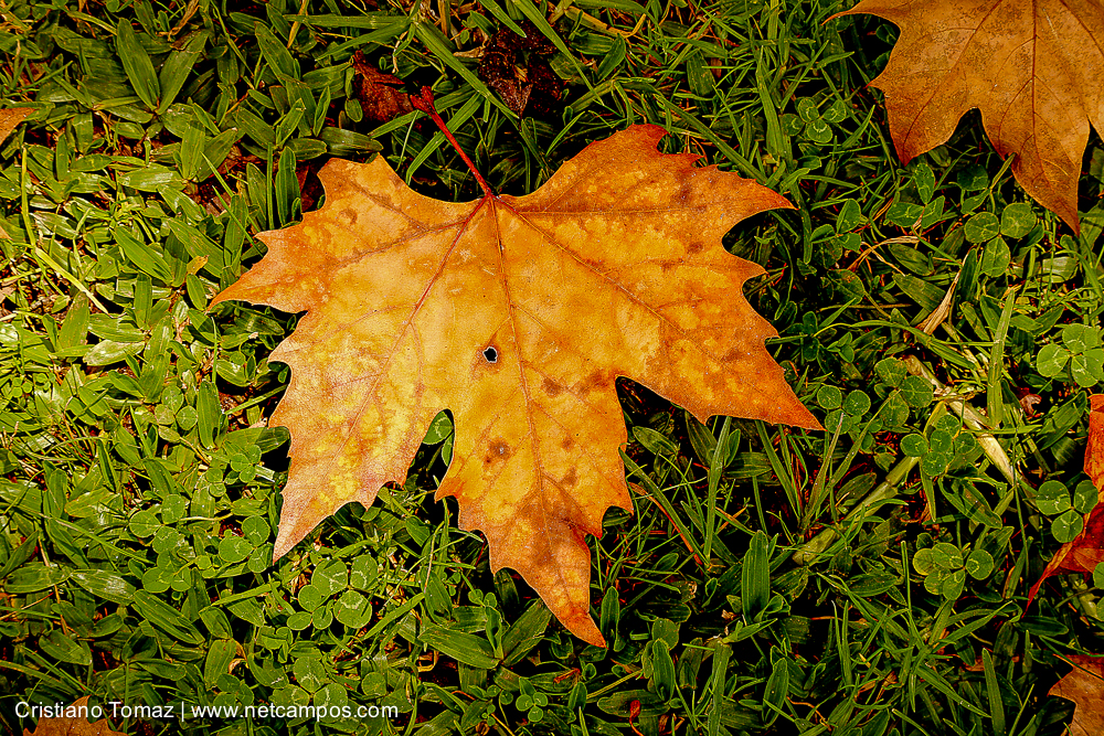 Outono-2018-campos-do-jordao-Cristiano-Tomaz-10