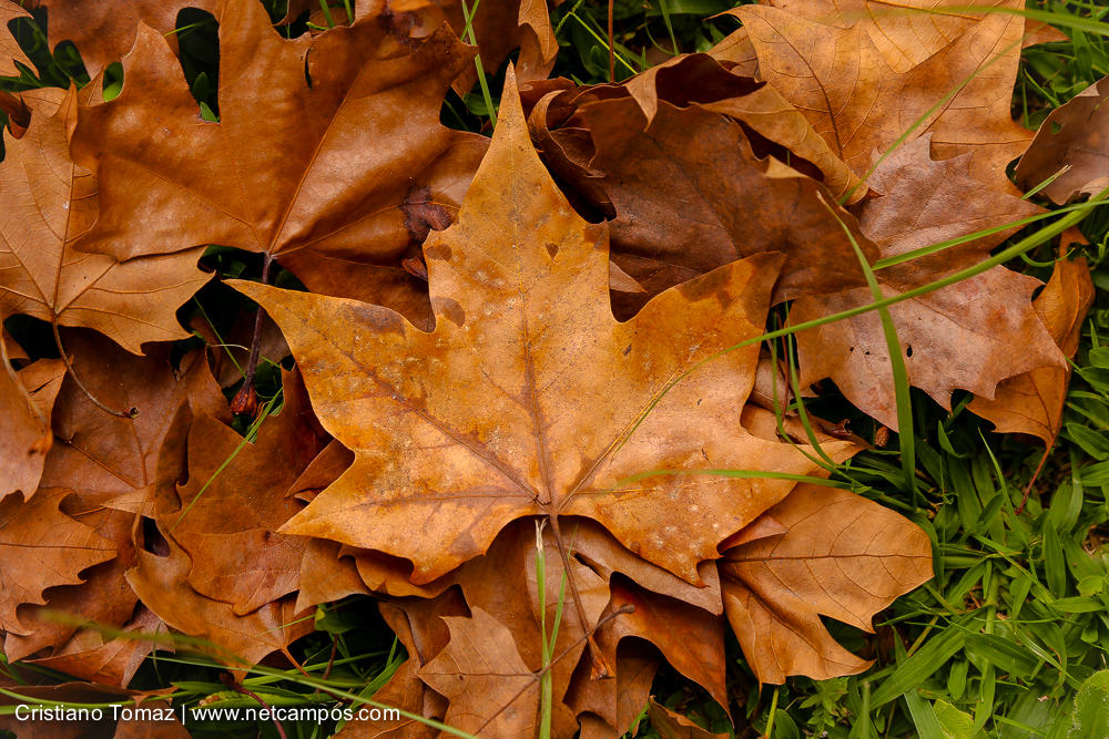 Outono-2018-campos-do-jordao-Cristiano-Tomaz-4