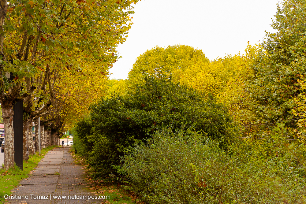 Outono-2018-campos-do-jordao-Cristiano-Tomaz-6