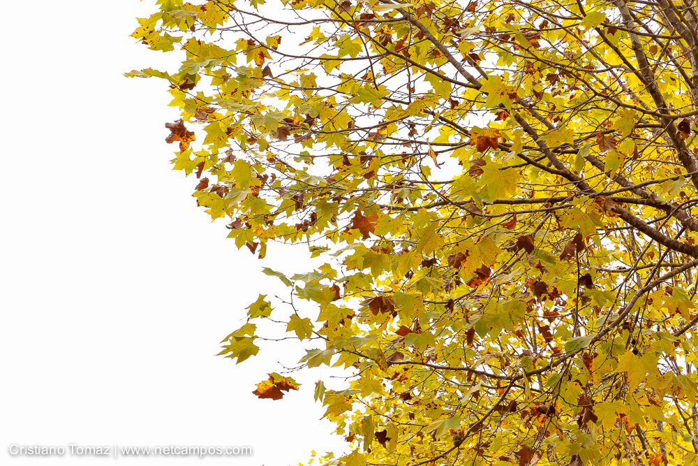 Outono-2018-campos-do-jordao-Cristiano-Tomaz-7