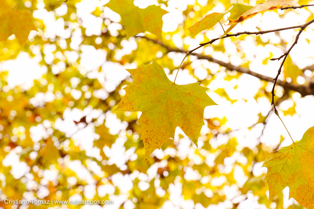 Outono-2018-campos-do-jordao-Cristiano-Tomaz-8