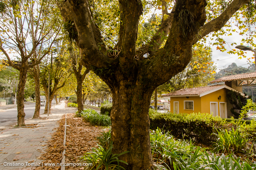 Outono-2019-Cristiano-Tomaz-24351