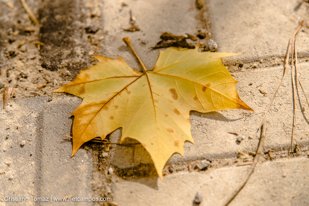 Outono-2019-Cristiano-Tomaz-24391