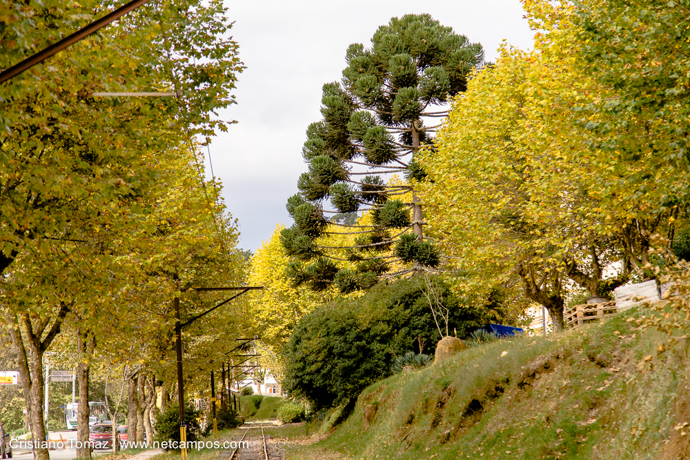 Outono-2019-Cristiano-Tomaz-24561