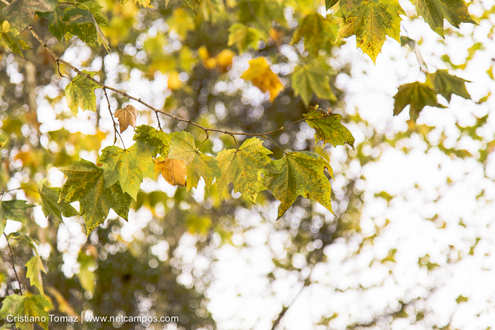 Outono-2019-Cristiano-Tomaz-24751