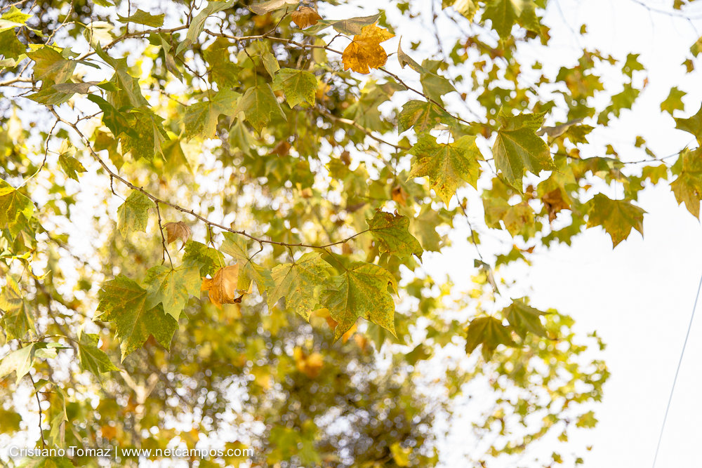 Outono-2019-Cristiano-Tomaz-24781