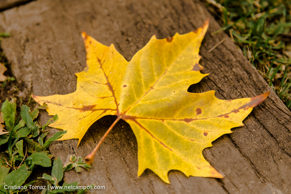 Outono-2019-Cristiano-Tomaz-25021