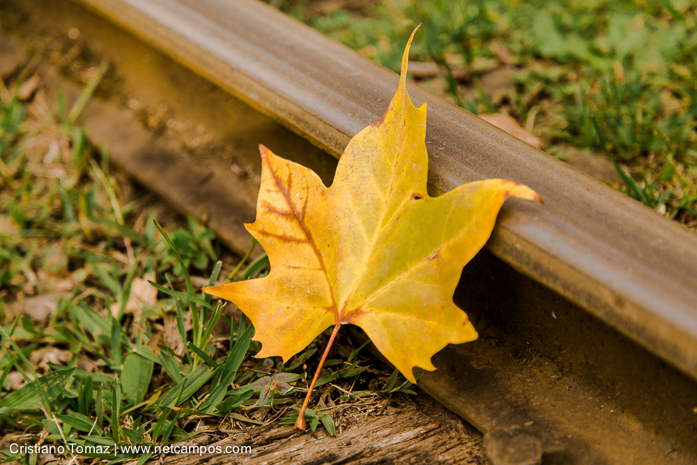 Outono-2019-Cristiano-Tomaz-25051