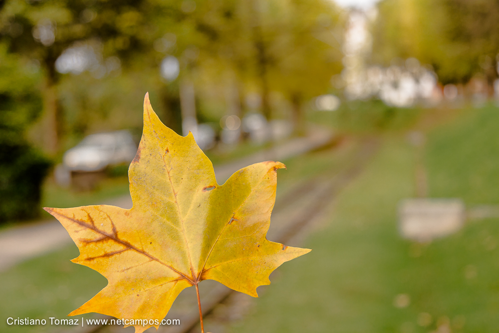 Outono-2019-Cristiano-Tomaz-25241