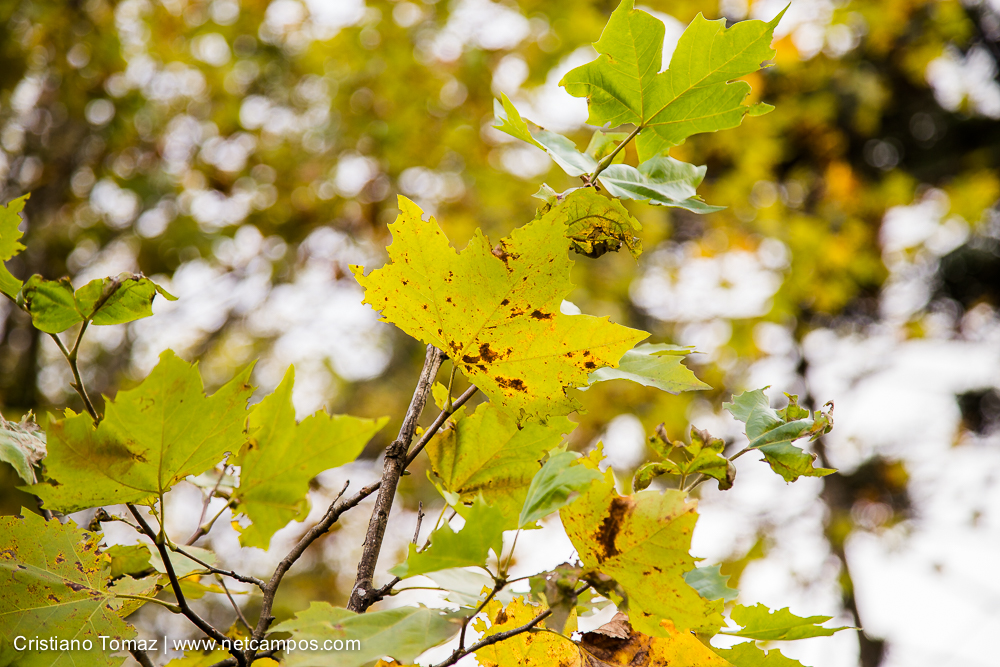 Outono-2019-Cristiano-Tomaz-25571