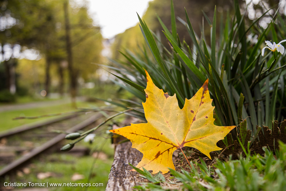 Outono-2019-Cristiano-Tomaz-25741