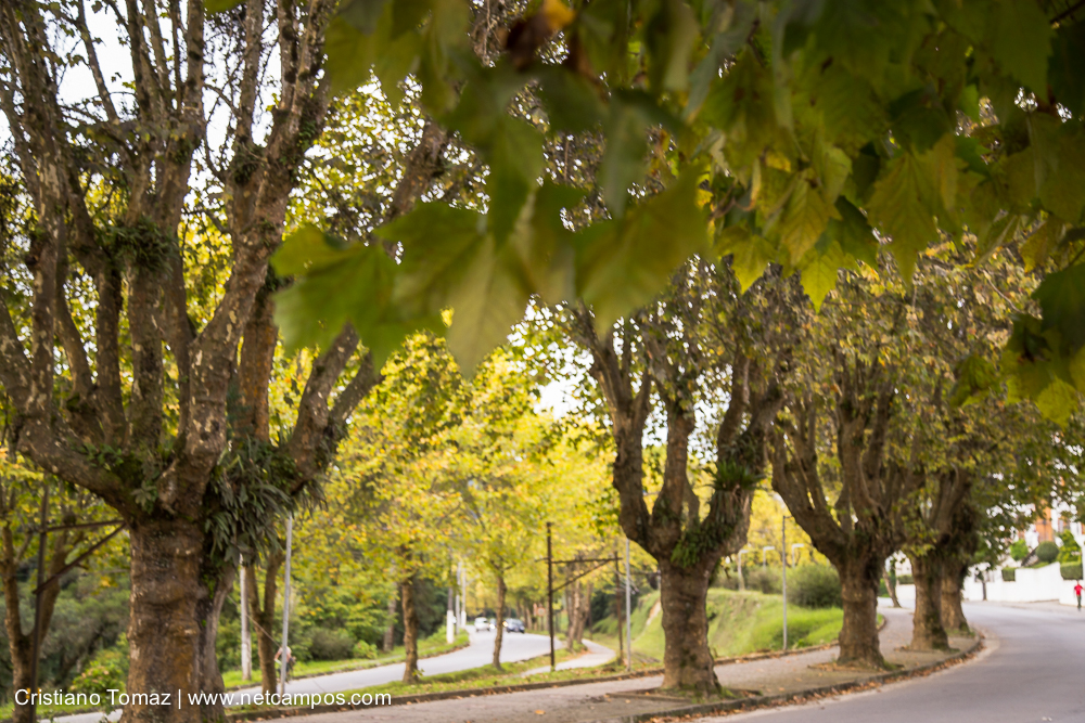 Outono-2019-Cristiano-Tomaz-25831