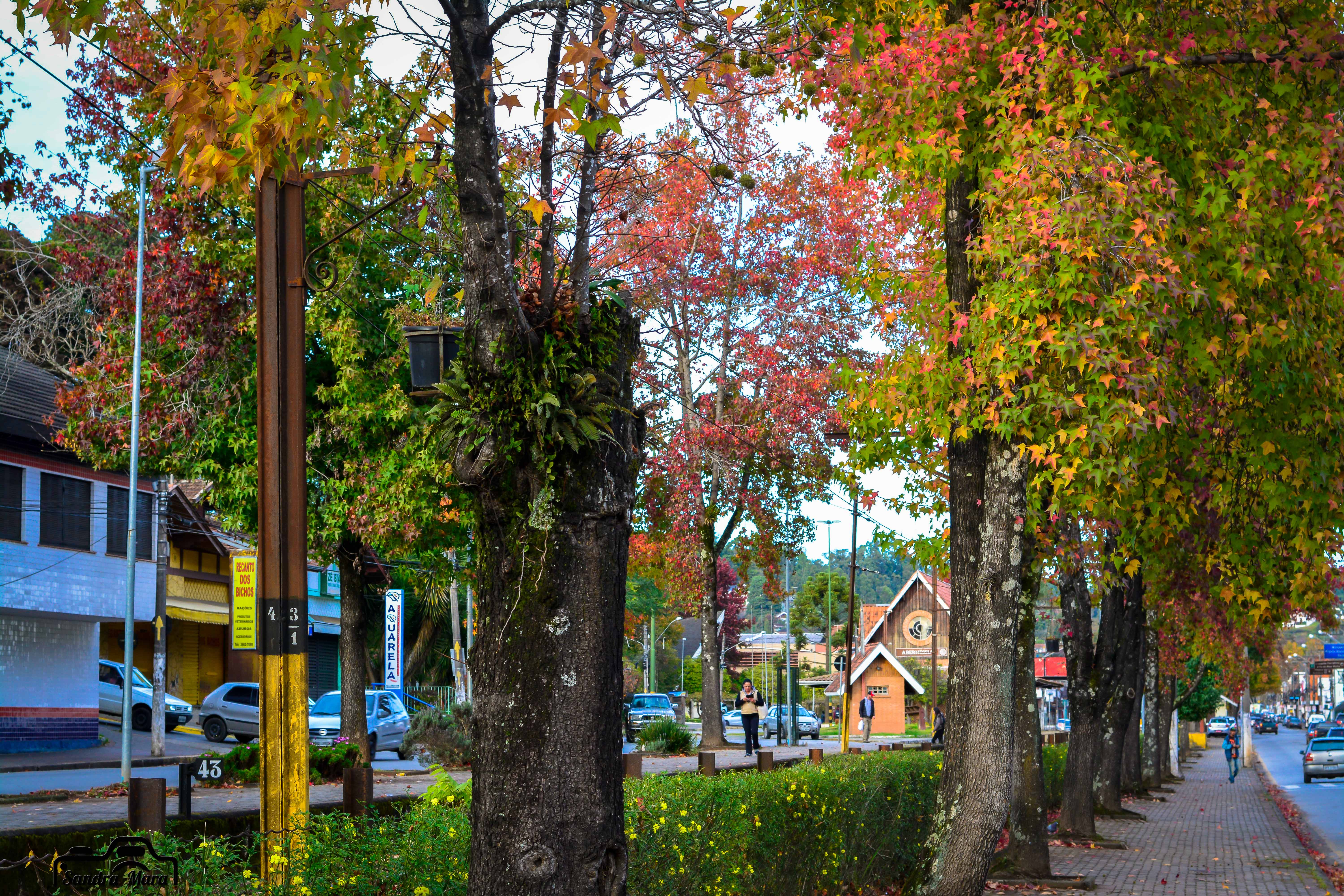 abernessia-campos-do-jordao-2