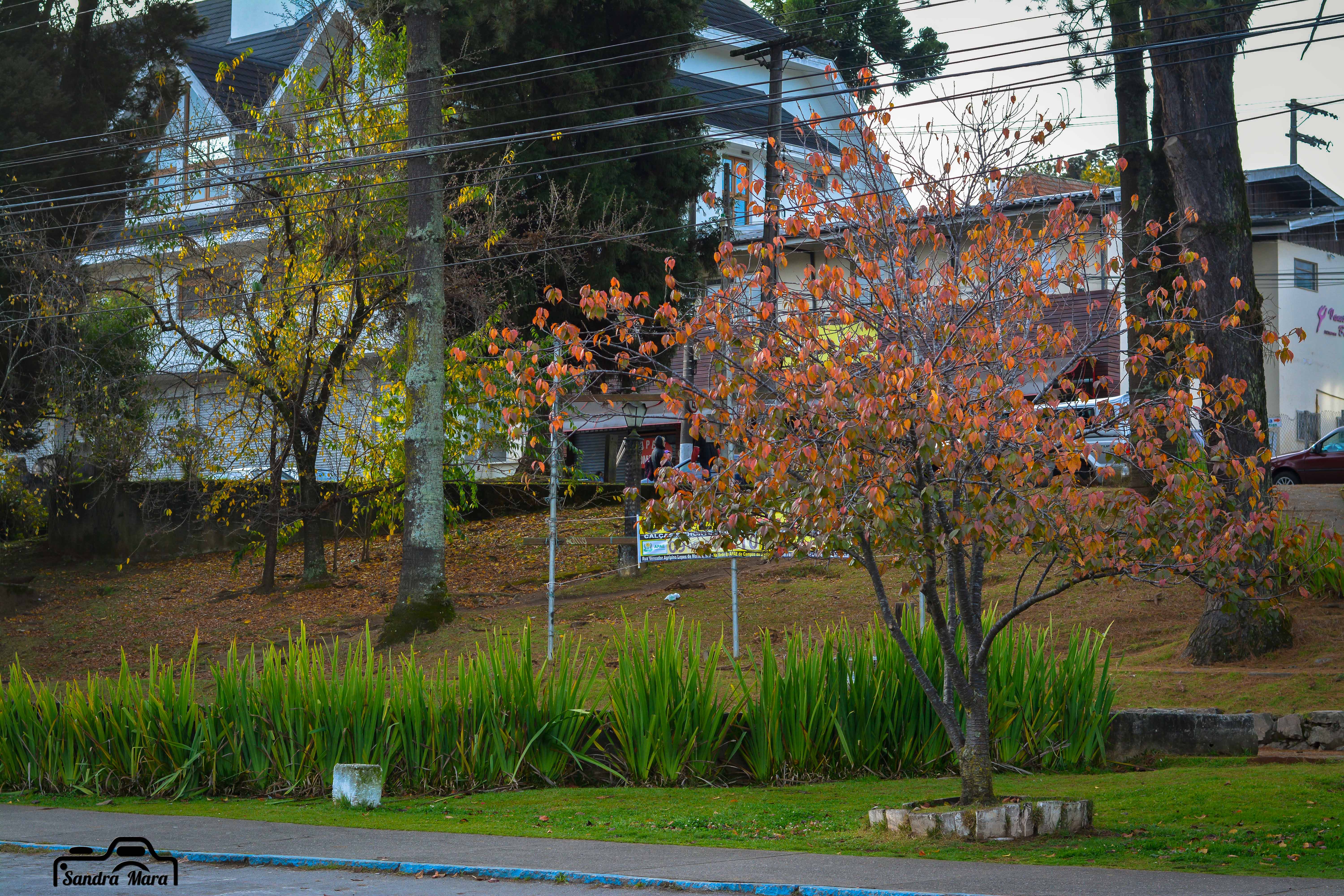 abernessia-campos-do-jordao-20