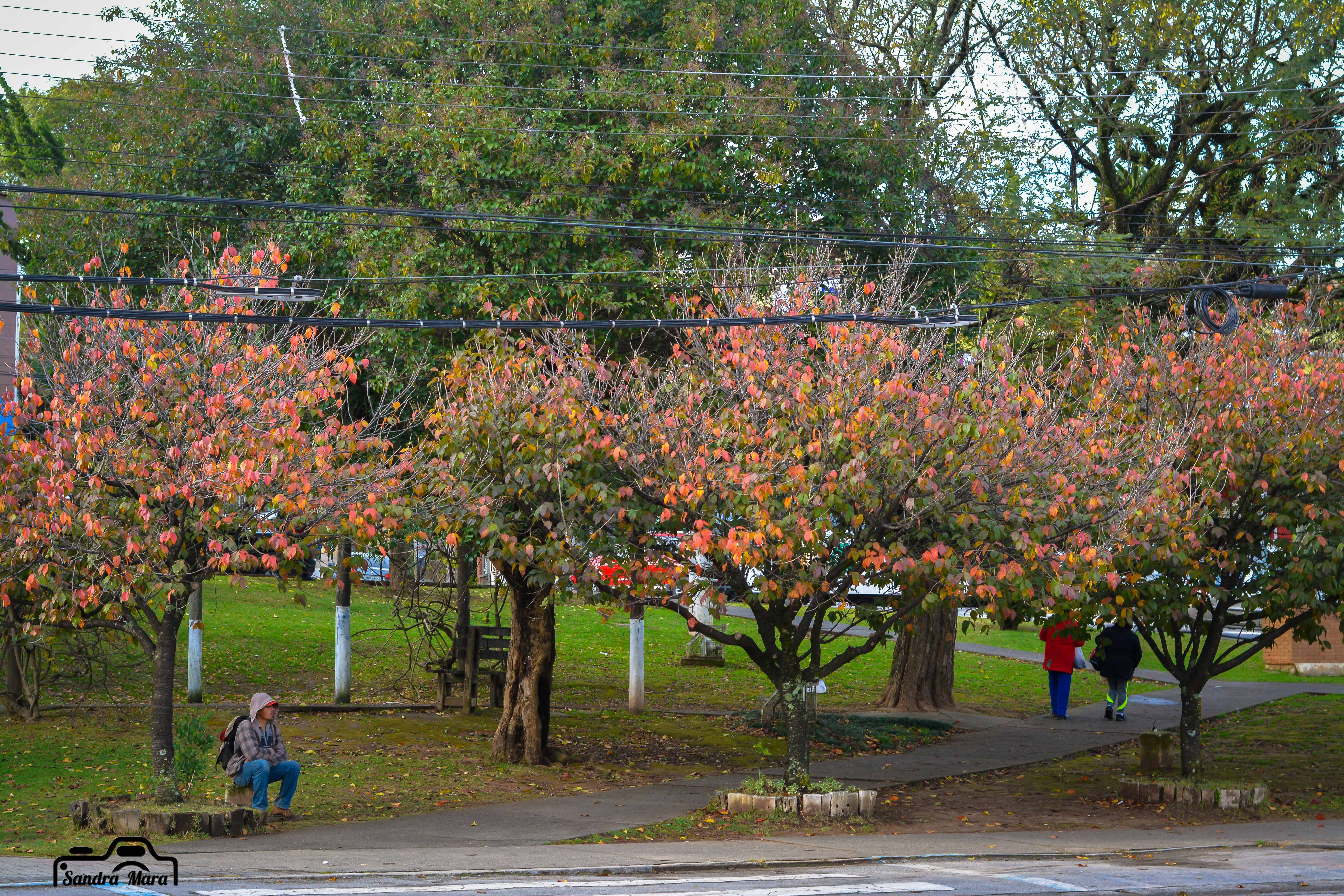 abernessia-campos-do-jordao-22