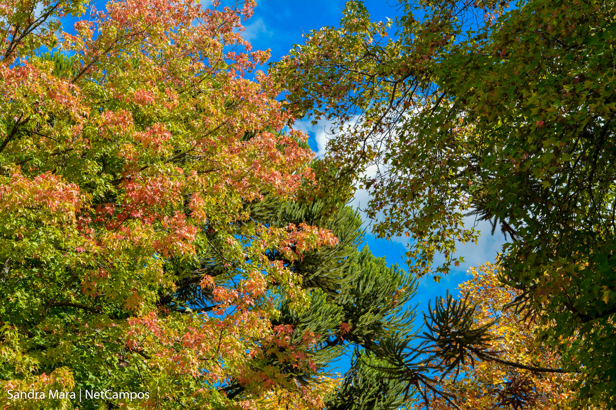 desfile-civico-campos-do-jordao-167