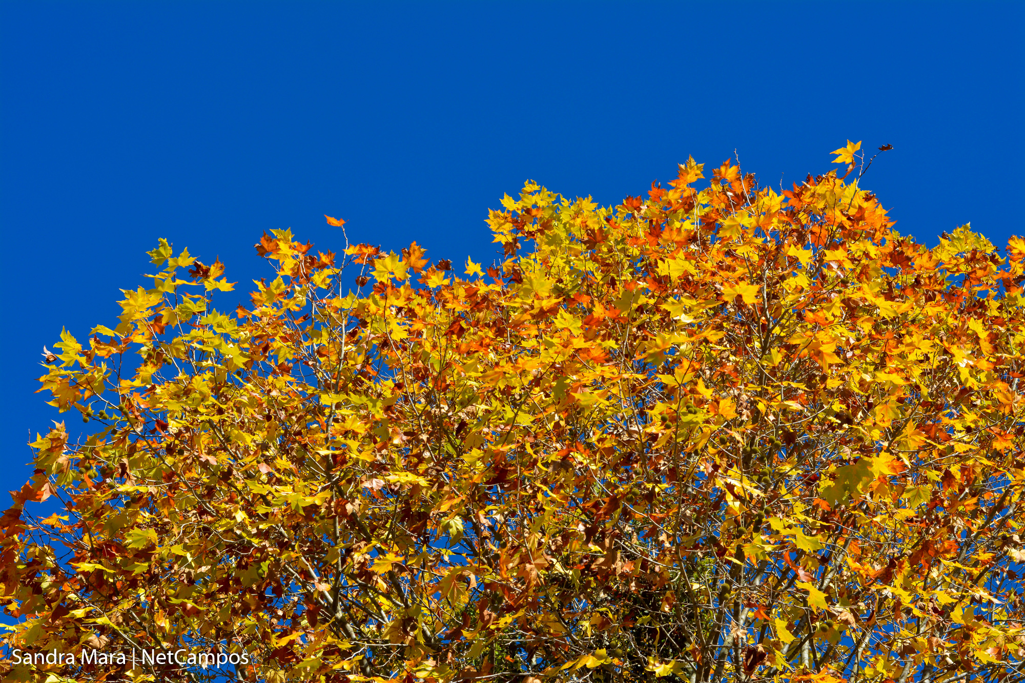 desfile-civico-campos-do-jordao-60