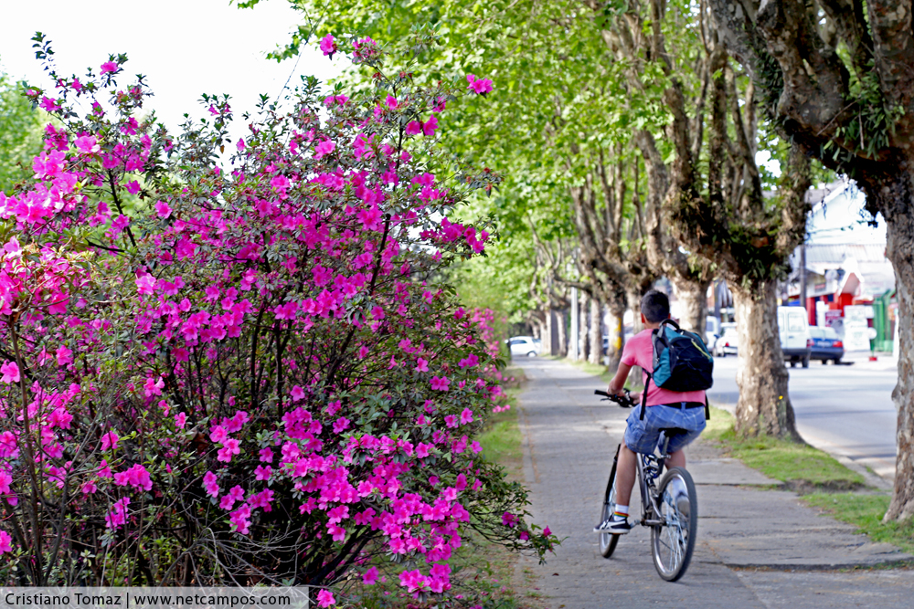 Primavera em Campos do Jordão