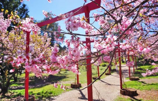 Parque das Cerejeiras