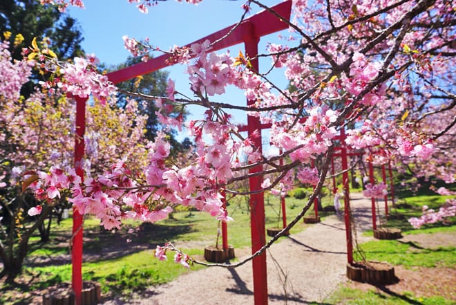 Parque das Cerejeiras