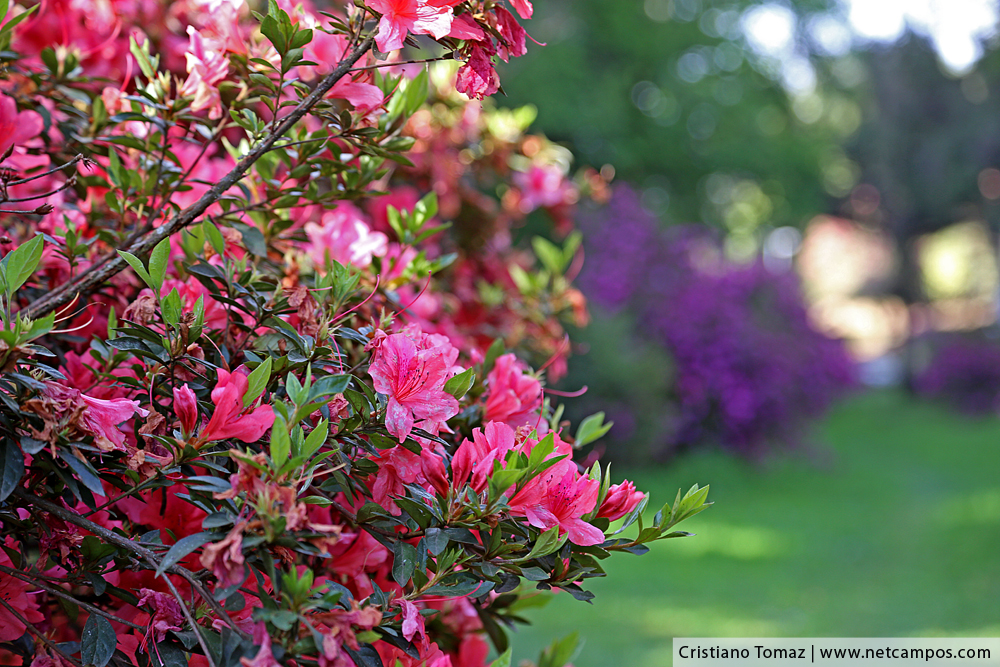 primavera-2017-campos-do-jordao-21