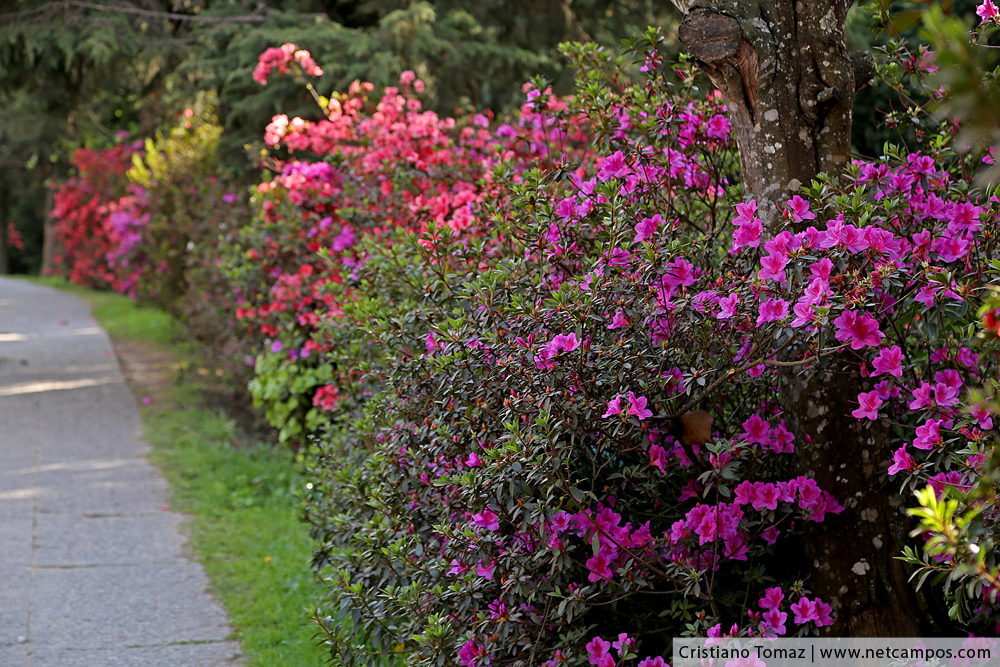 primavera-2017-campos-do-jordao-31