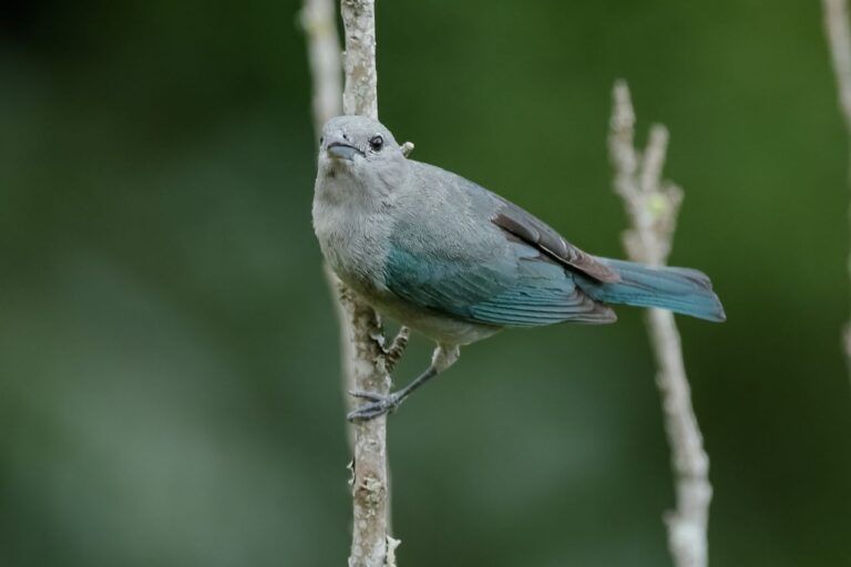 Encerrando o Ano com Biodiversidade: 6ª Edição do “Vem Passarinhar” em Campos do Jordão