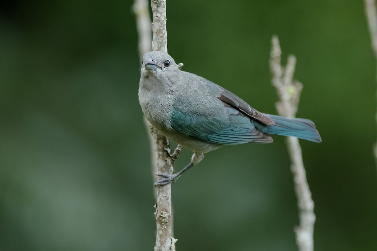 Encerrando o Ano com Biodiversidade: 6ª Edição do “Vem Passarinhar” em Campos do Jordão