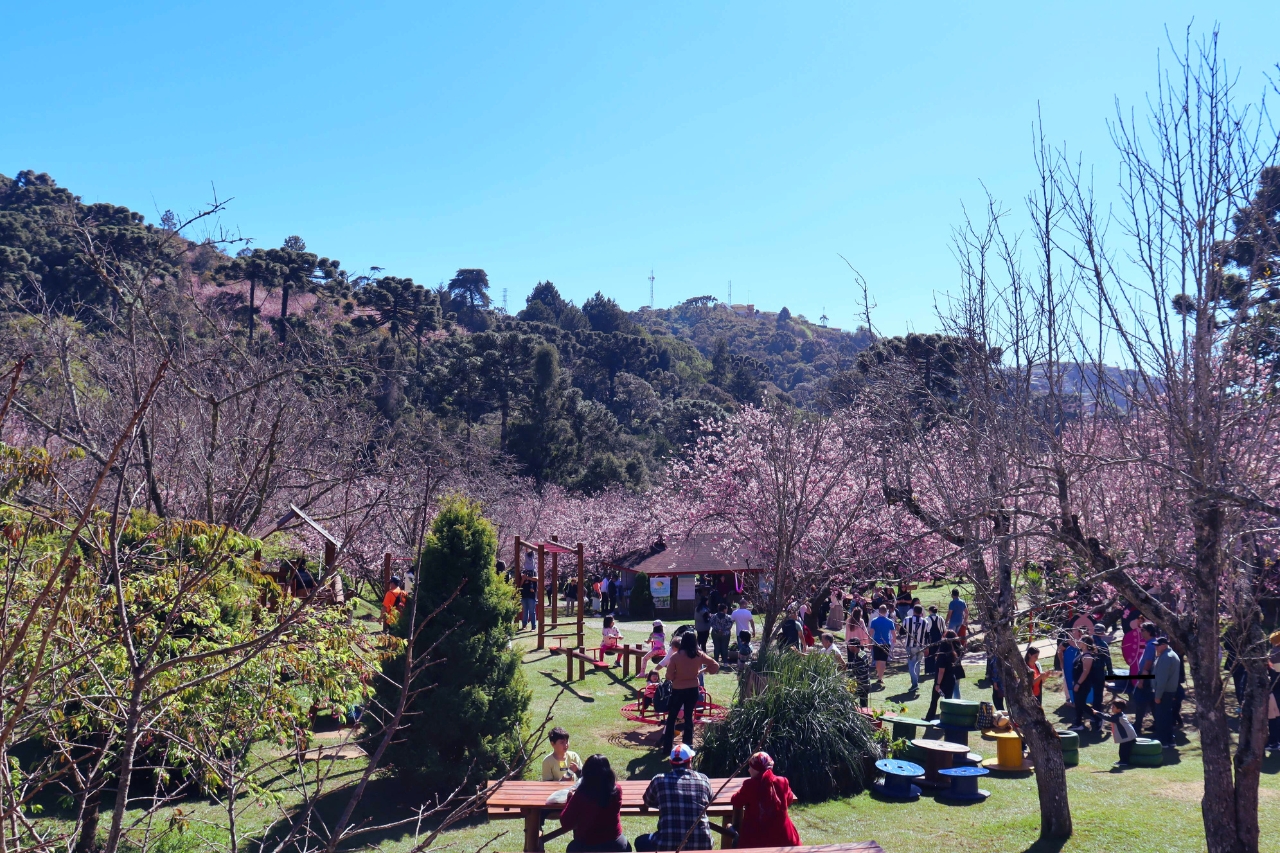 Campos do Jordão se Prepara para a 53ª Edição da Festa da Cerejeira em Flor