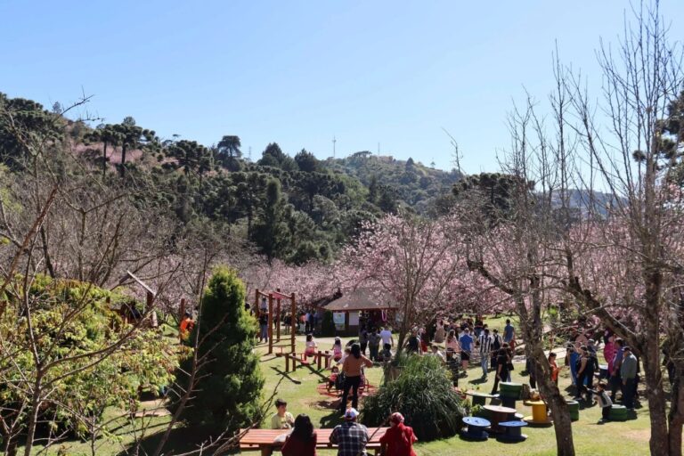Parque da Cerejeira de Campos do Jordão Sedia Encontro de Veículos Antigos com Programação Musical e Gastronomia