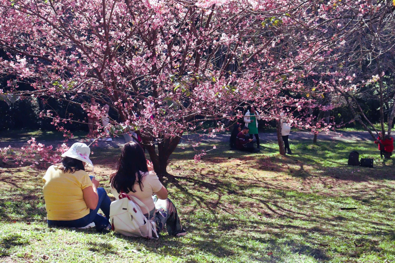 Campos do Jordão se Prepara para a 53ª Edição da Festa da Cerejeira em Flor