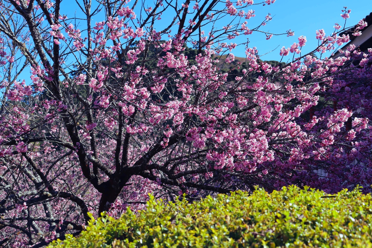 Campos do Jordão se Prepara para a 53ª Edição da Festa da Cerejeira em Flor