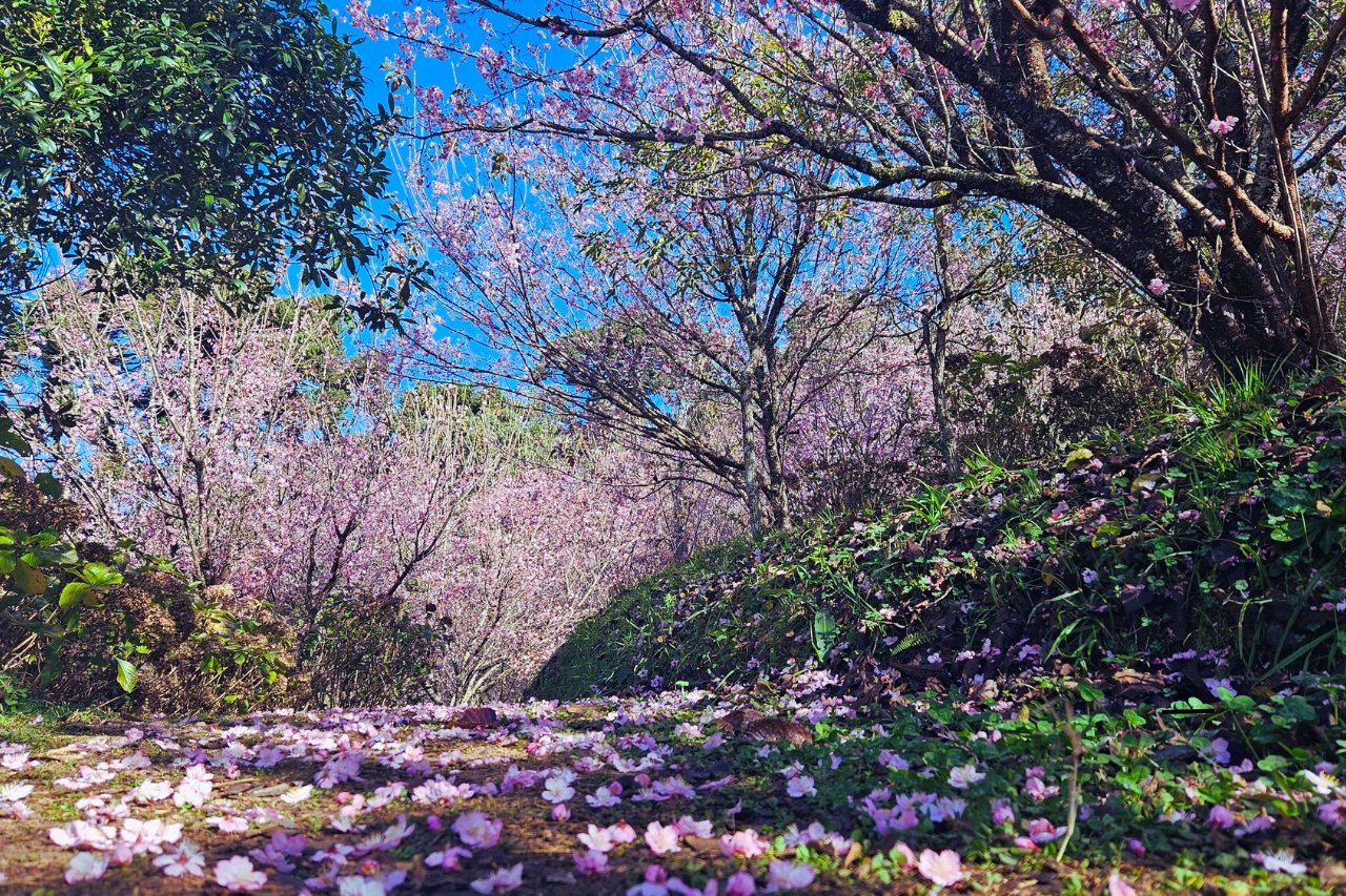 Campos do Jordão se Prepara para a 53ª Edição da Festa da Cerejeira em Flor