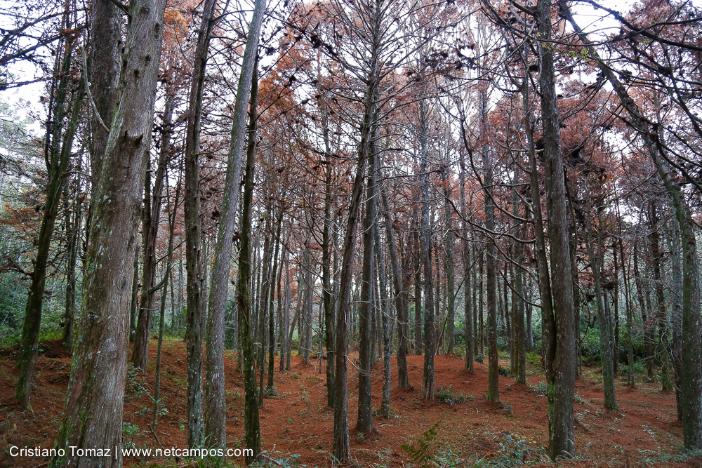 Bosque Vermelho IMG_7450