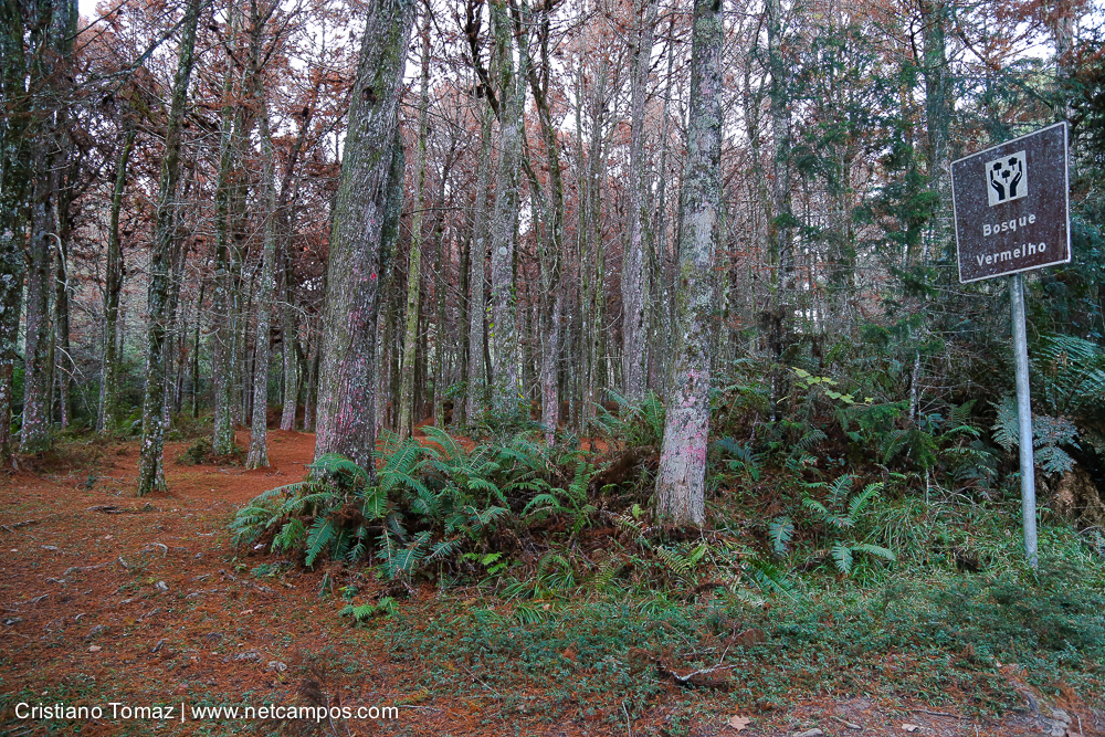 Bosque Vermelho IMG_7495
