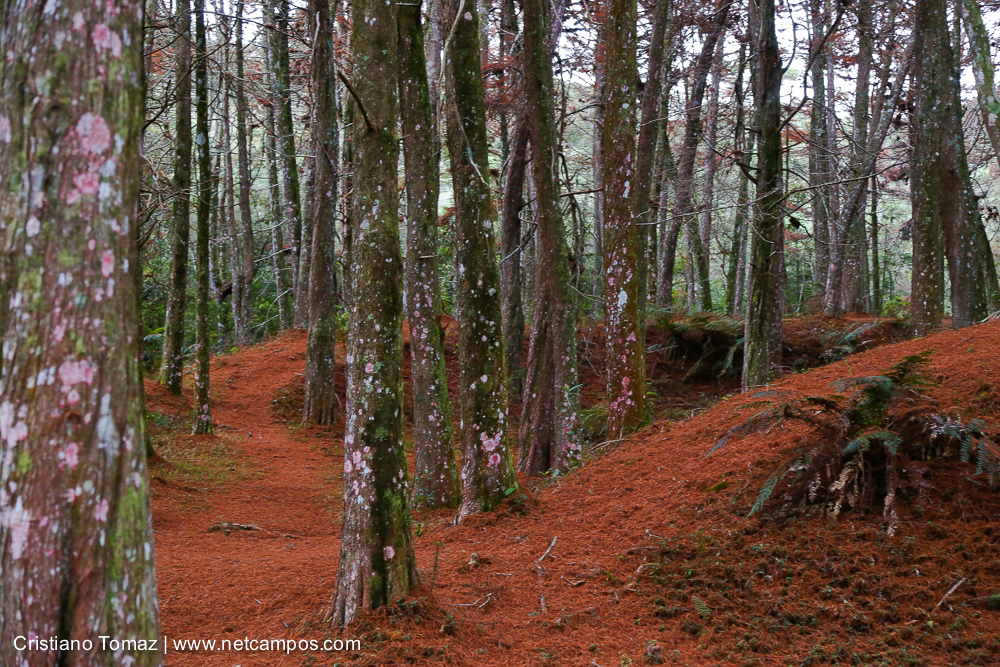 Bosque Vermelho IMG_7503