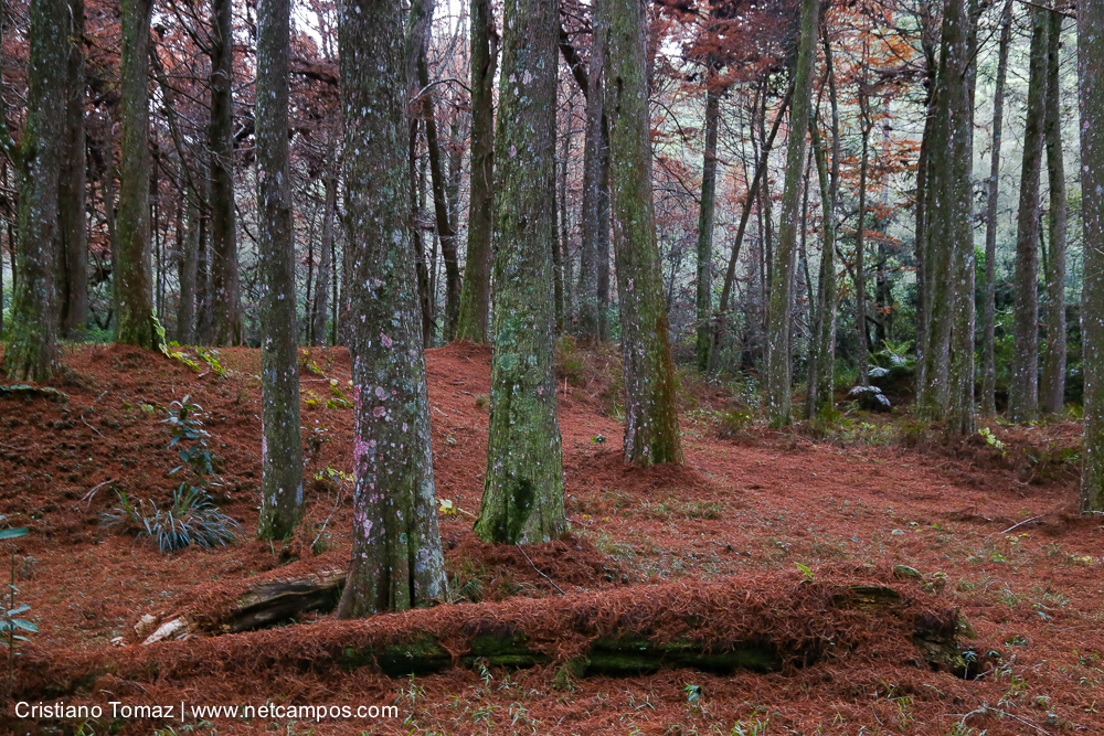 Bosque Vermelho IMG_7523