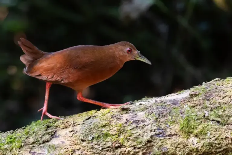 Ilhabela encerra programação de aniversário com corrida, Bird Week e atividades no fim de semana