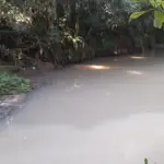 Peixes aparecem mortos próximo ao Horto e Secretaria de Meio Ambiente abre investigação
