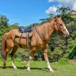 cavalo-aventuras-no-rancho-campos-do-jordao