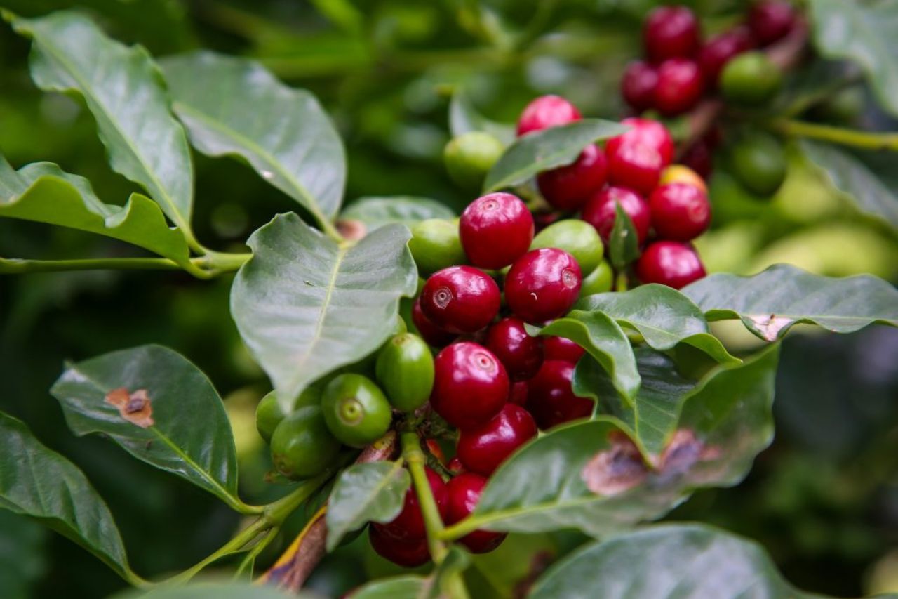 Concurso Estadual Qualidade do Café de São Paulo bate recorde de inscritos e inicia etapa de provas