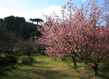 Festa da Cerejeira em Flor em mais uma edição sobre a cultura milenar