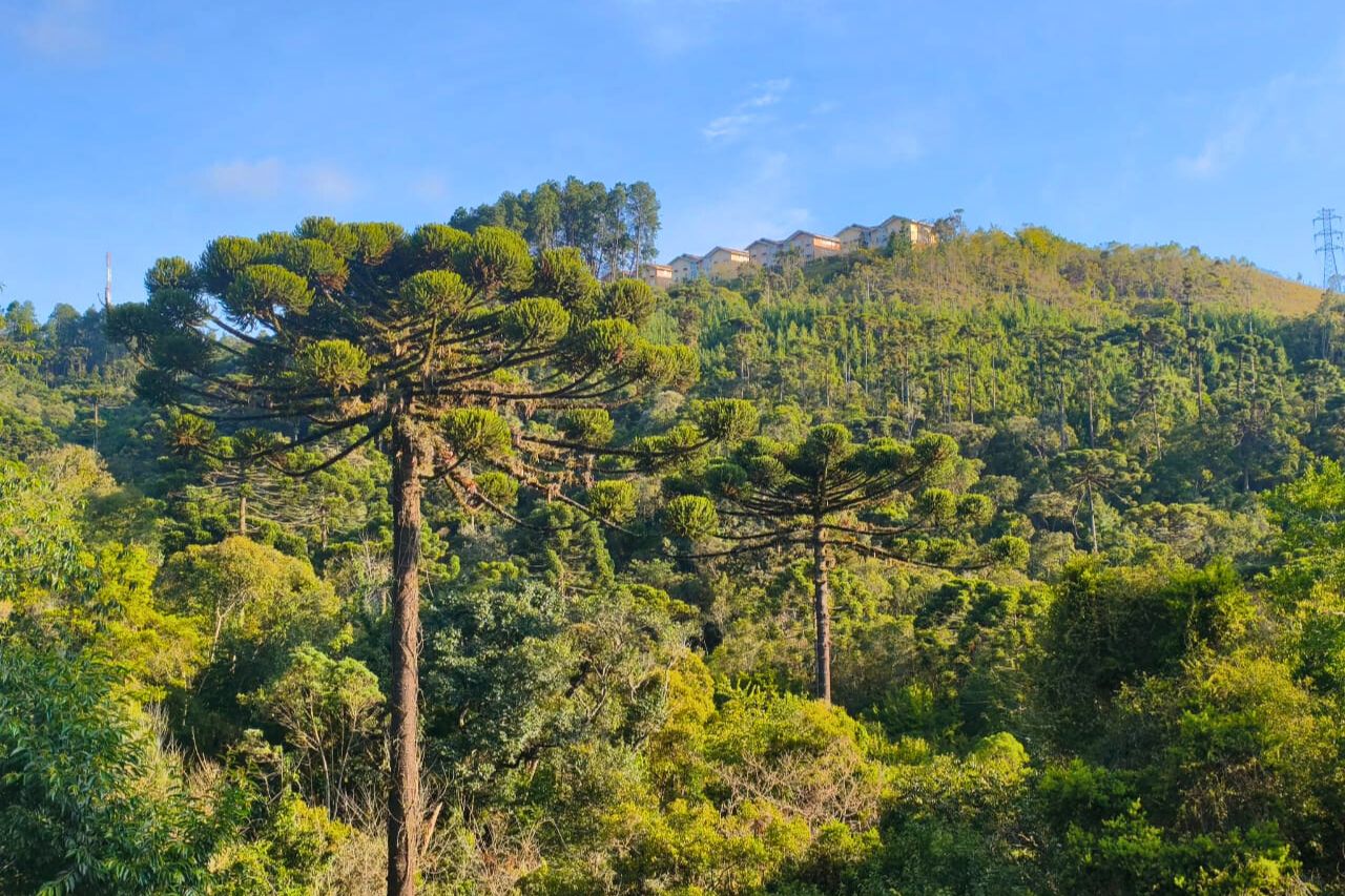 Manhã de céu aberto e 17°C marca o início da semana em Campos do Jordão; Vale do Paraíba também tem tempo firme antes da mudança