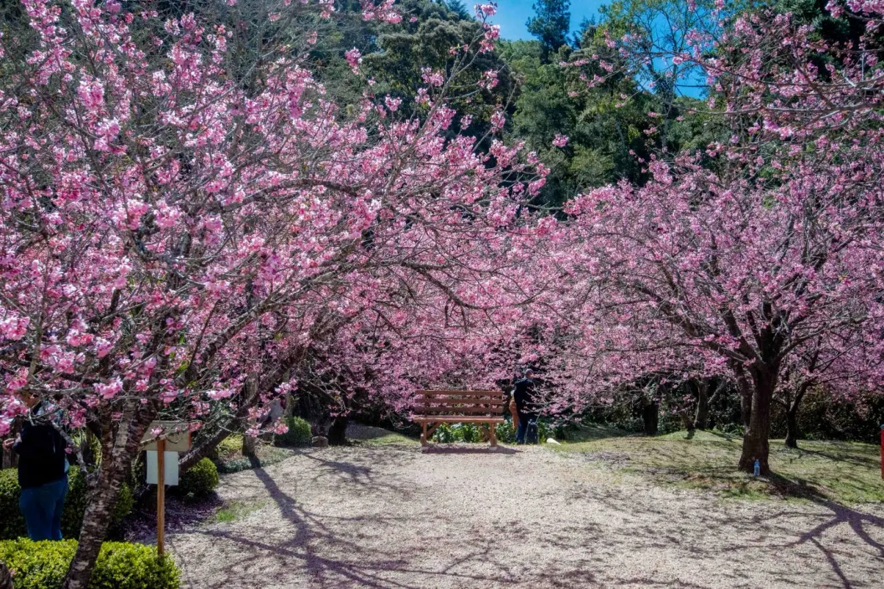 Parque da Cerejeira entra no auge da florada e amplia visitação durante a semana em Campos do Jordão