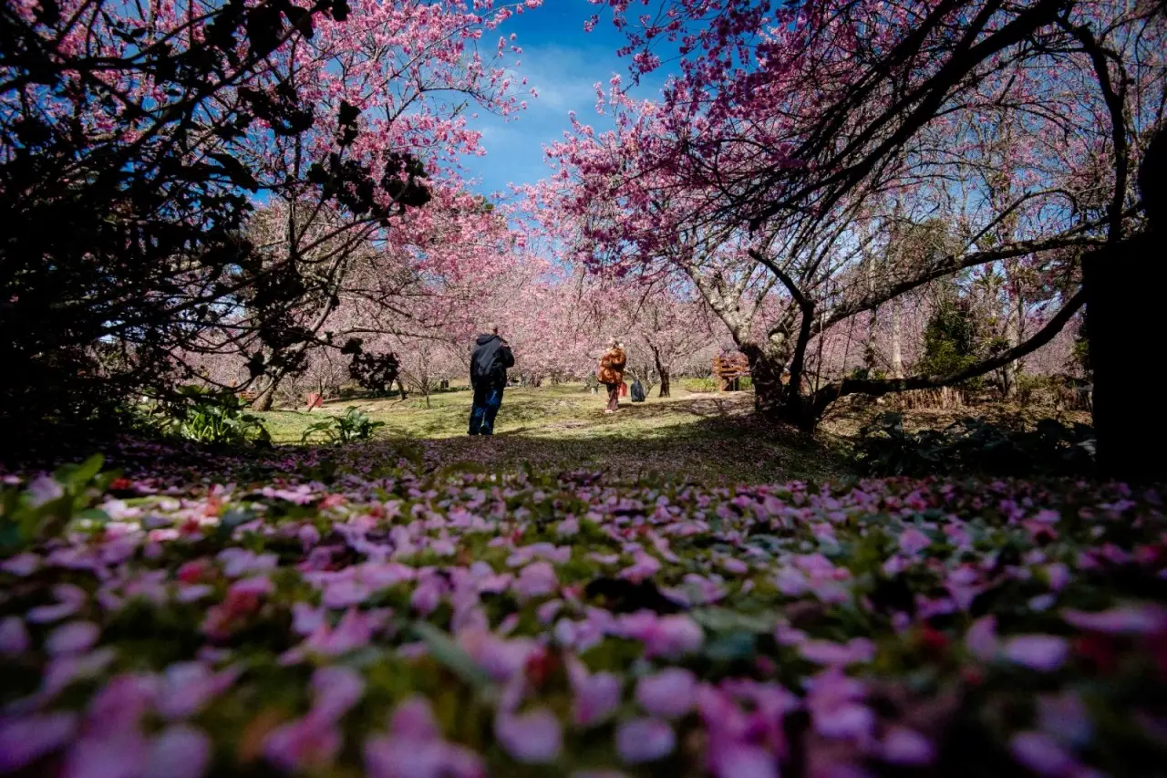 Parque da Cerejeira entra no auge da florada e amplia visitação durante a semana em Campos do Jordão